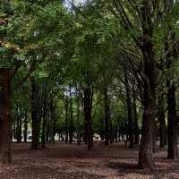 Autumn Serenity at Yoyogi Park