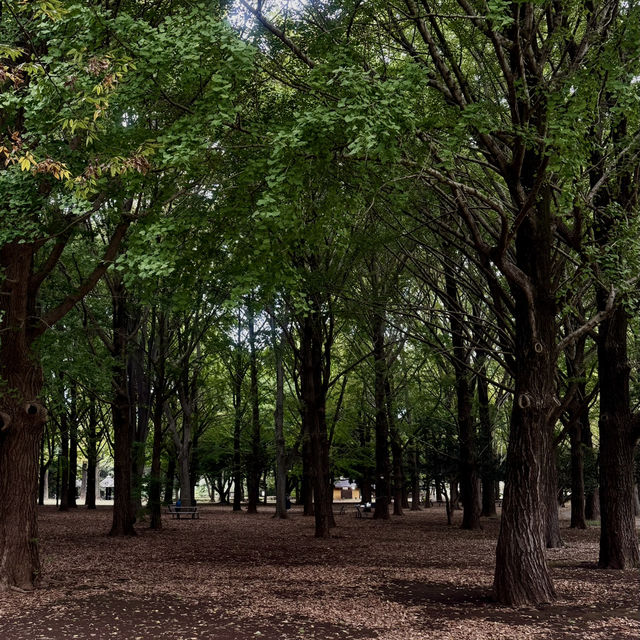 Autumn Serenity at Yoyogi Park