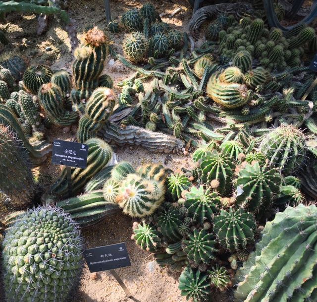 深圳仙湖植物公園