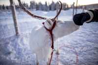 芬蘭拉普蘭的暖心體驗：Inari Reindeer Farm