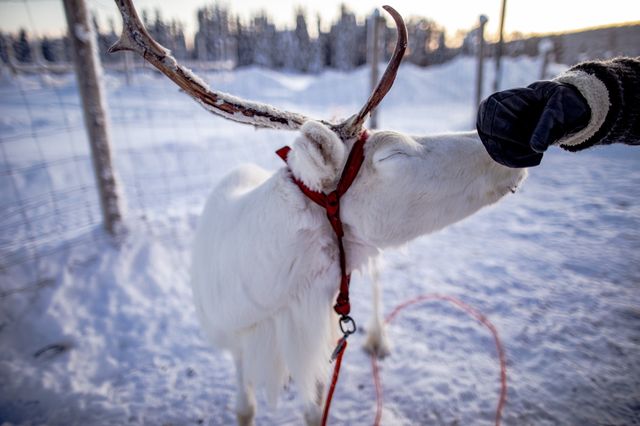芬蘭拉普蘭的暖心體驗：Inari Reindeer Farm