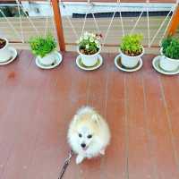คาเฟ่ไม่ลับก่อนถึงสะปัน แวะม่อนกิ่วม่วง คาเฟ่ 
