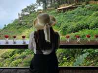 ยอดดอยม่อนแจ่ม Coffee