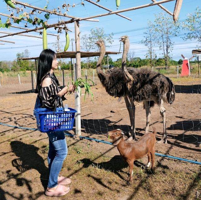 "ไร่ธันตะชา" สวนสัตว์ขนาดเล็ก 🌱อุตรดิตถ์