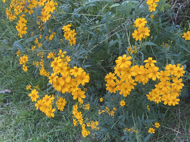 臺中｜黃綠交織的油菜花田