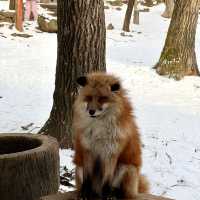 日本藏王狐狸村雪地100隻狐狸！超可愛！