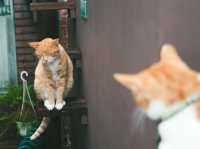 瑞芳猴硐貓村🐱台灣最可愛的貓貓都在這裡了吧！