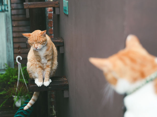 瑞芳猴硐貓村🐱台灣最可愛的貓貓都在這裡了吧！