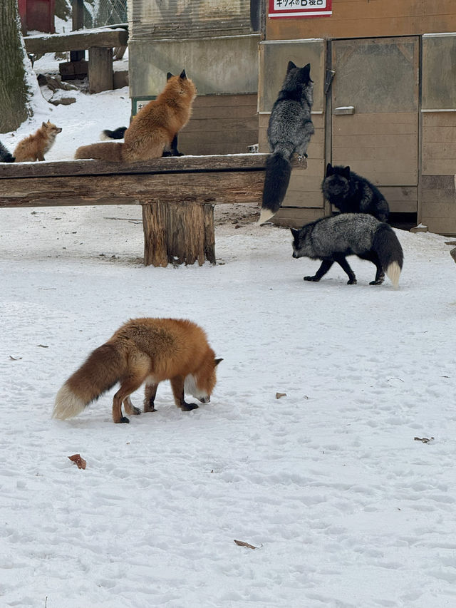 Feeling Foxy at Zao Fox Village