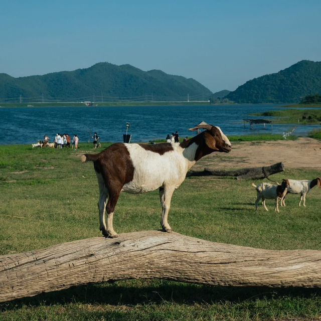 “ปราณบุรี”มุมนี้ทั้งสวยทั้งชิลฟีลตปทมากกก🐑🏞🐐 