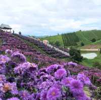 Hydrangea Hill @ Khao Kho