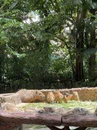 Zoo Negara Malaysia: A Wildlife Adventure Awaits! 🦁🐯
