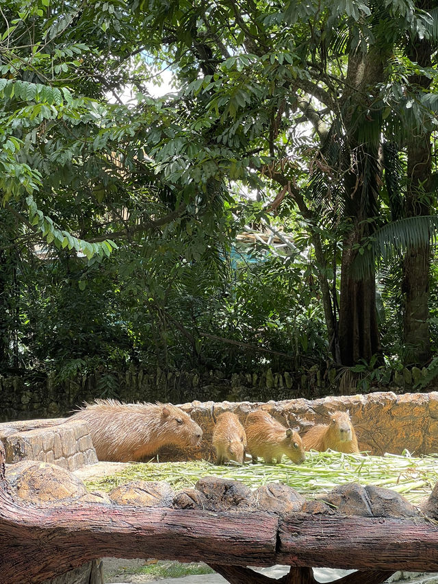 Zoo Negara Malaysia: A Wildlife Adventure Awaits! 🦁🐯