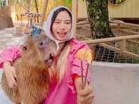 คาเฟ่น่ารัก แกะกะบัว