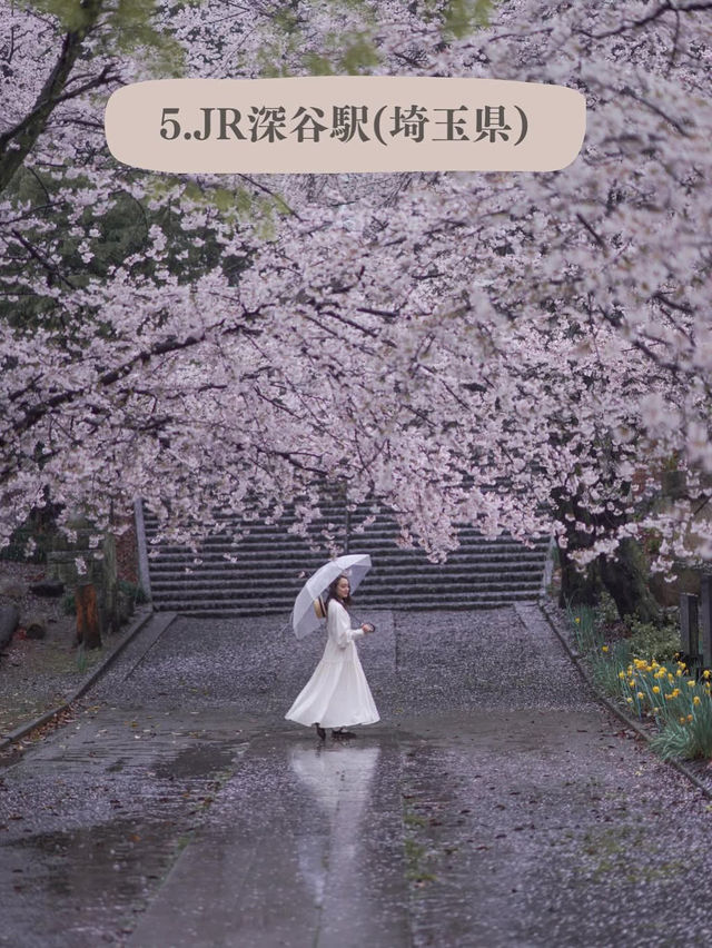 全国のソメイヨシノオススメスポット🌸