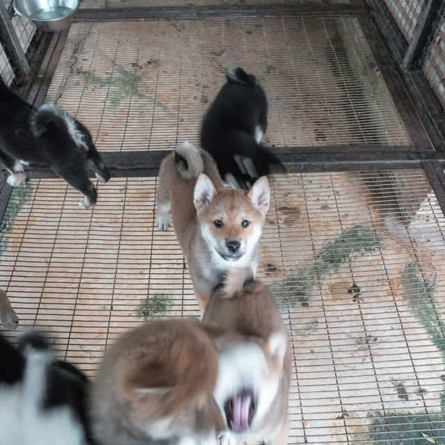 คาเฟ่น้องหมาชิบะ ที่เขาใหญ่🐕