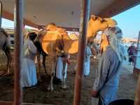 A visit to camel market in Al-Ain, Abu Dhabi