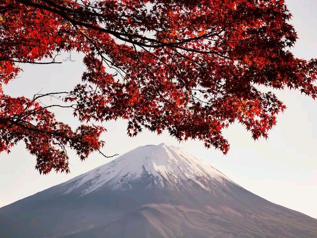 富士山山中湖‐紅葉配上富士山真的太美太出片了！！🤩