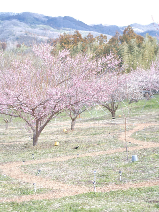 【群馬】広大な梅林で絶景体験🤩10万本の梅の花が咲き誇る桃源郷へ行こう🌸 