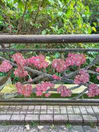 【沖縄】名護市 市街地と海を一望できる桜の名所へ