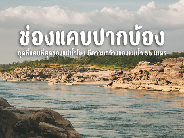 ต้นจามจุรียักษ์ - ปากบ้อง บ้านสองคอน