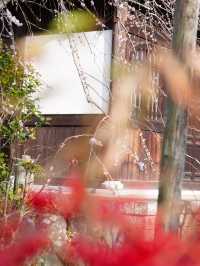 【鎌倉×初春日帰り旅】  「花の寺」として有名  梅の名所