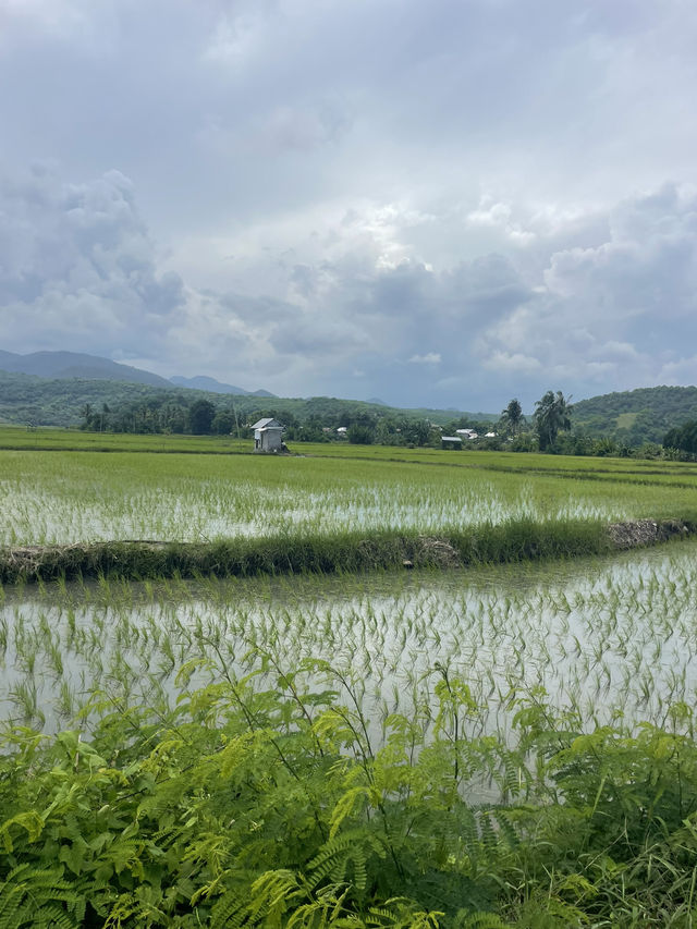 Driving Through the Countryside of Reo: A Journey Through Endless Rice Fields 🌾🚗 