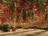 สวนดอกไม้ล้ำๆ และแสงสียามค่ำคืนอลังการ ใกล้นาโกย่า