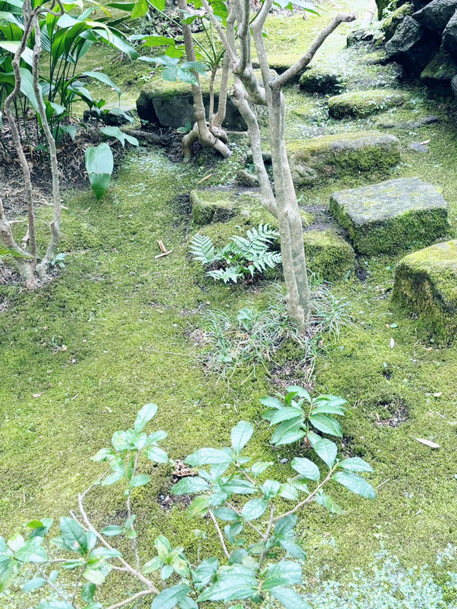 【神奈川県　鎌倉市の禅寺　報国寺で美しい苔の庭と竹林を歩みお抹茶を一服】 
