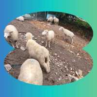 แจกแพลนเที่ยว🧳 ฟาร์มแกะชิงจิ้ง🐑และสกายวอล์ค