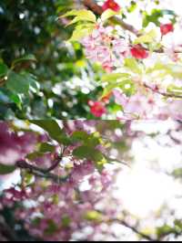【愛知×吉良】「家康公鎧掛けの松」が伝わる寺院 春はお花がいっぱい！