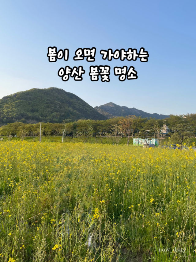 봄이 오면 달려가야하는 부산근교 봄꽃 명소