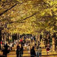 Showa Kinen Park (昭和記念公園)