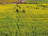 A great view of Canola field at Sanbangsan
