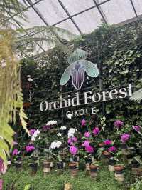 Orchid Forest