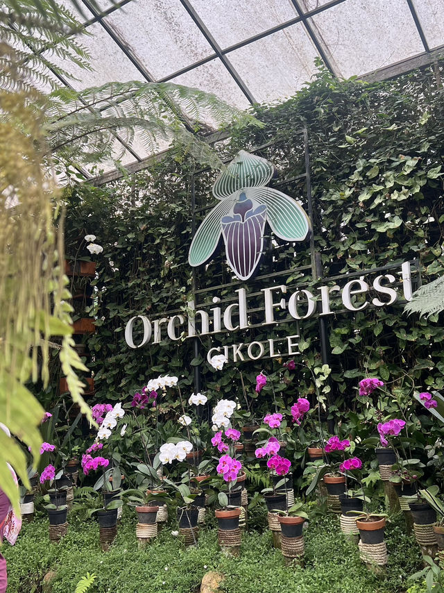 Orchid Forest