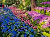 Blossoms and Brushes: A Dreamy Escape in Chiang Rai