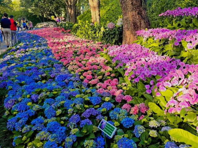 Blossoms and Brushes: A Dreamy Escape in Chiang Rai