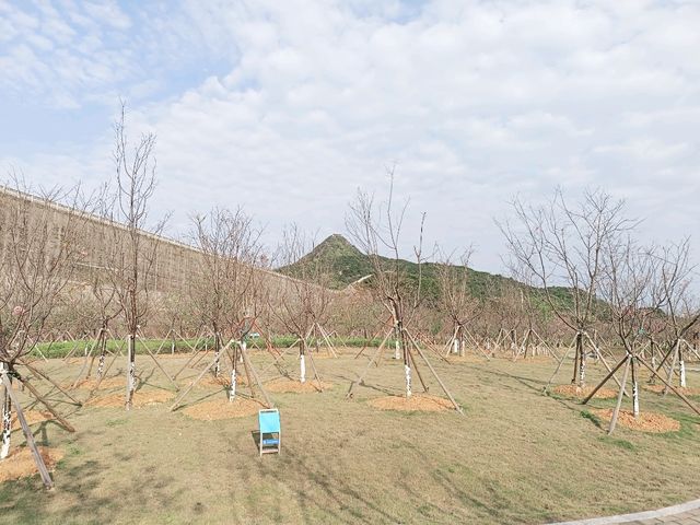 深圳賞櫻：小三洲塘南部櫻樂花谷櫻花情況