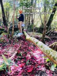 ใบเมเปิ้ลแดง อุทยานแห่งชาติภูหลวง ฟีลญี่ปุ่นนะ