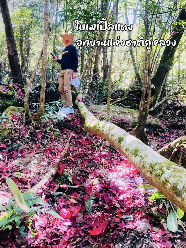 ใบเมเปิ้ลแดง อุทยานแห่งชาติภูหลวง ฟีลญี่ปุ่นนะ