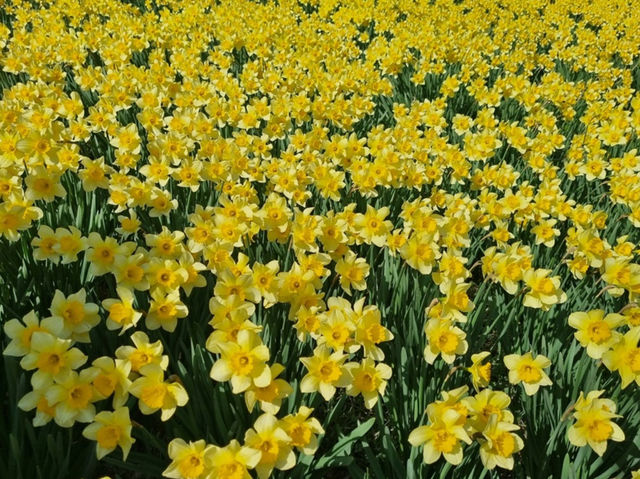 Yugibang Gaok Flower Festival in Seosan