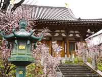 【埼玉県】埼玉でここだけ！熊谷桜が見られる「石上寺」