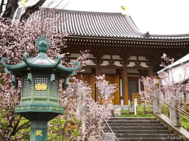 【埼玉県】埼玉でここだけ！熊谷桜が見られる「石上寺」