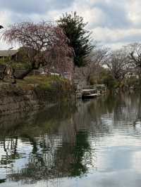 福岡｜水鄉柳川遊船 飽覽江戶時代城下町美景與船夫技藝