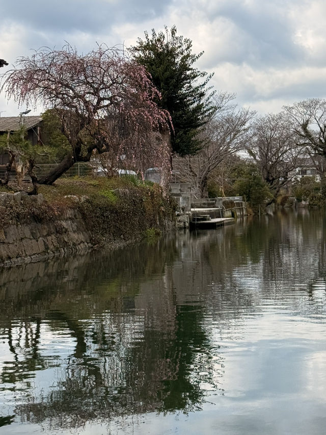 福岡｜水鄉柳川遊船 飽覽江戶時代城下町美景與船夫技藝