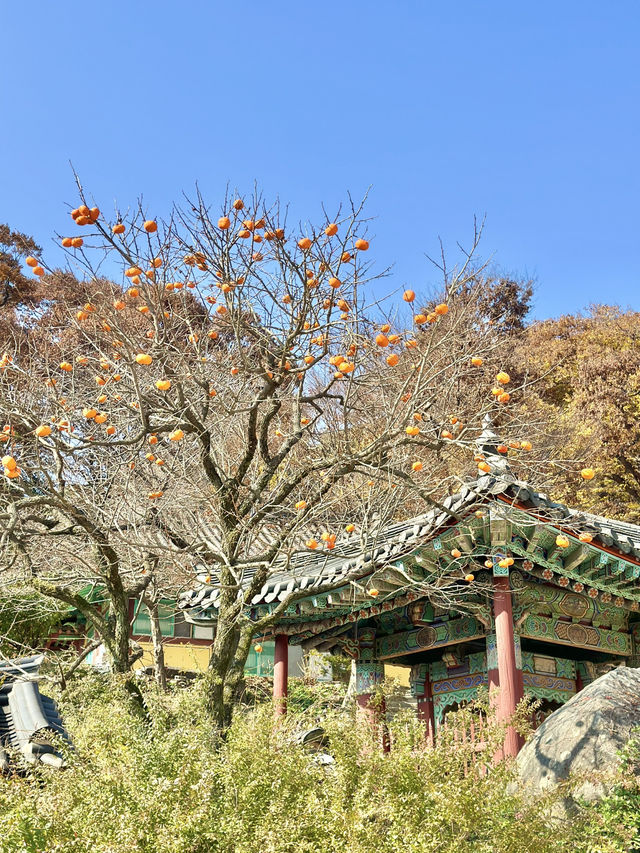 🇰🇷가을에 떠나본 울긋불긋 강화도 전등사🍂🍁