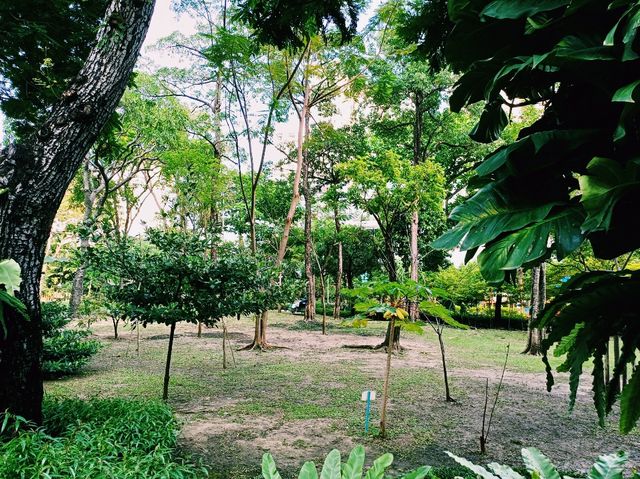 泰國曼谷市中心城市綠洲湖泊公園免稅店一日遊行程，適合休閒逛街打卡拍照📸