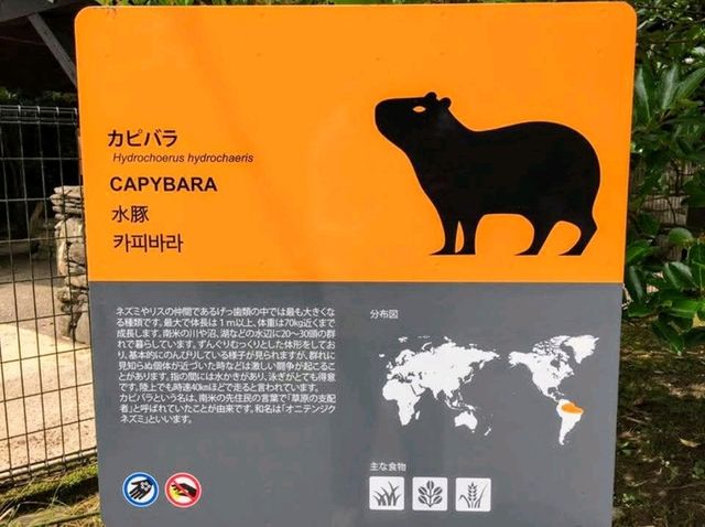 來 “長崎Bio Park” 生物園找水豚君玩耍！