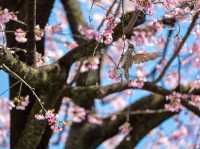 Chasing Sakura at Sumida River Park